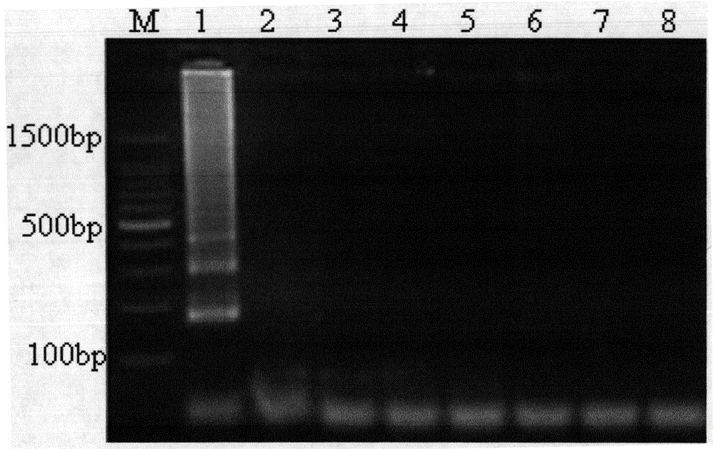 Lamp rapid detection method and kit for chytrid fungus