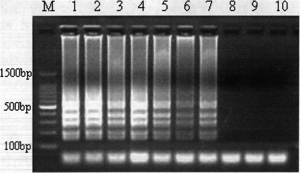 Lamp rapid detection method and kit for chytrid fungus