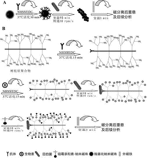 Separation method of Streptococcus pneumoniae in complex matrix