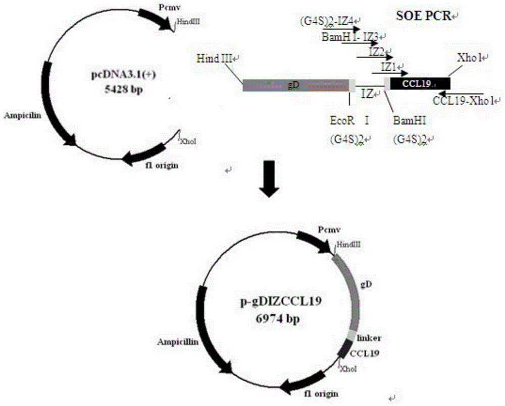 A kind of bivalent dna vaccine connection peptide and its application