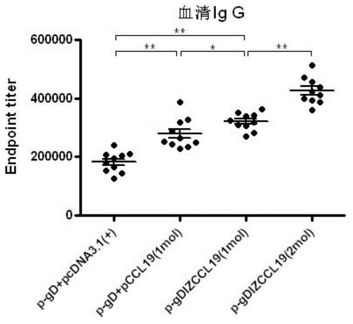 A kind of bivalent dna vaccine connection peptide and its application