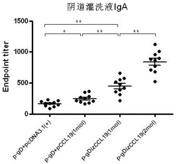 A kind of bivalent dna vaccine connection peptide and its application