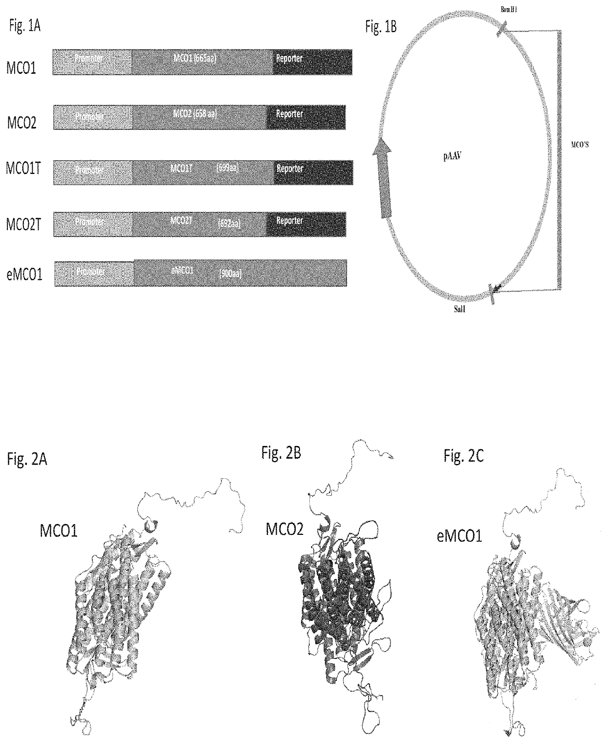 Optogenetic modulation by multi-characteristic opsins for vision restoration and other applications thereof