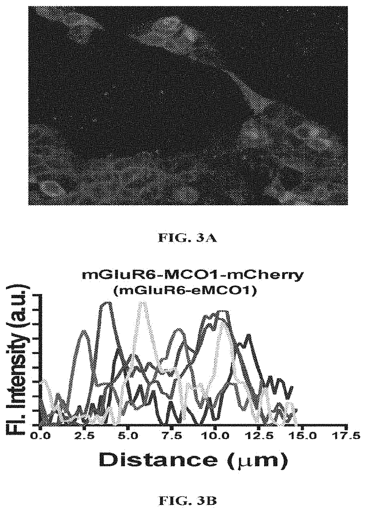 Optogenetic modulation by multi-characteristic opsins for vision restoration and other applications thereof