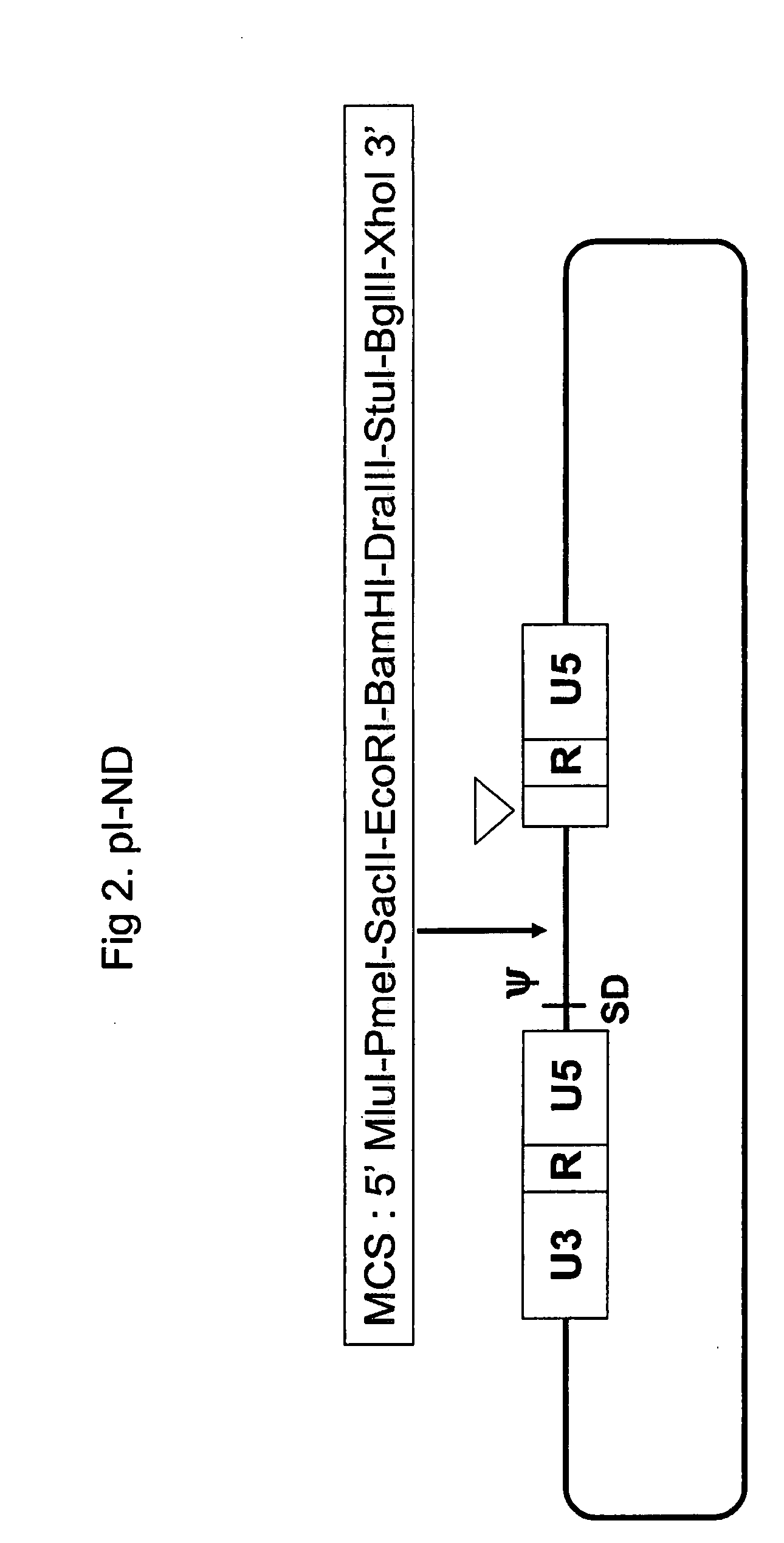 Expression Vectors with Improved Safety