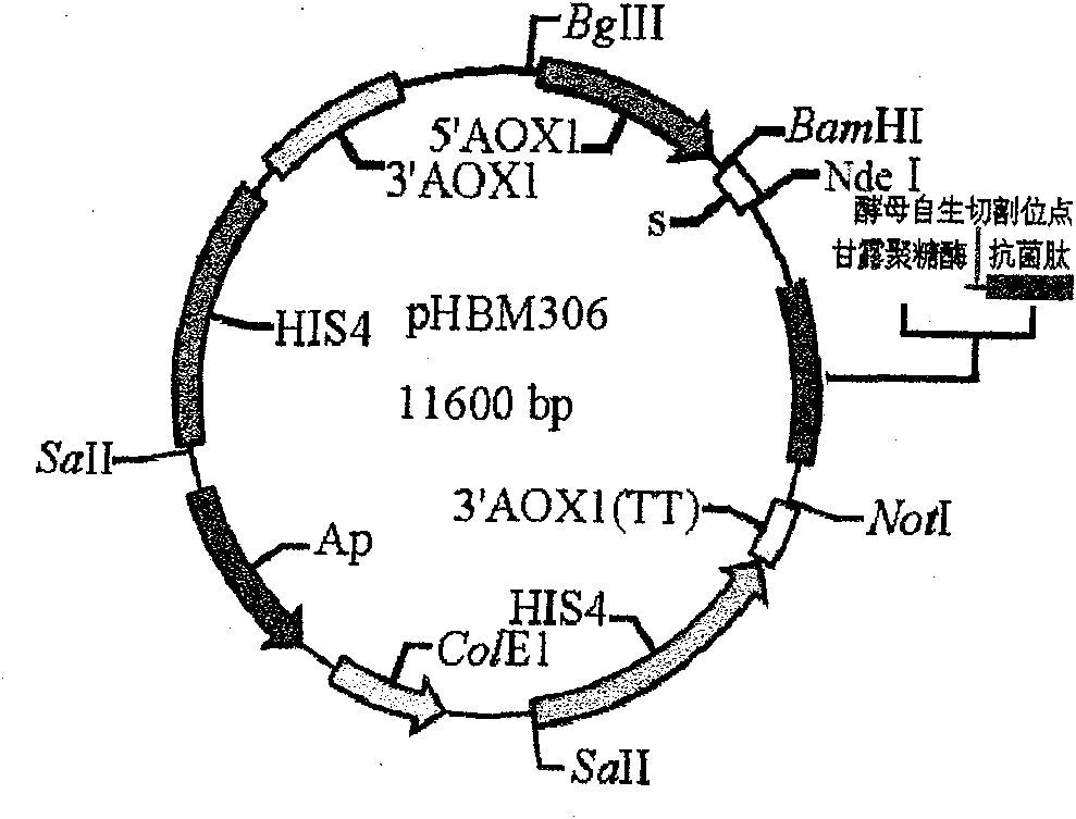 New method for fast selecting engineering bacteria of leaven of efficient expression antimicrobial peptides