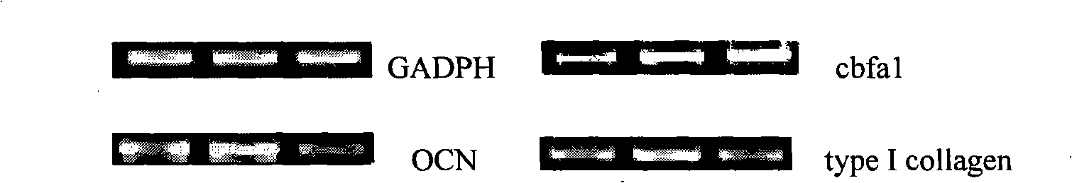 Novel use of ecdysterone