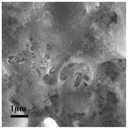 Surface modified titanium implant and functional treatment method thereof