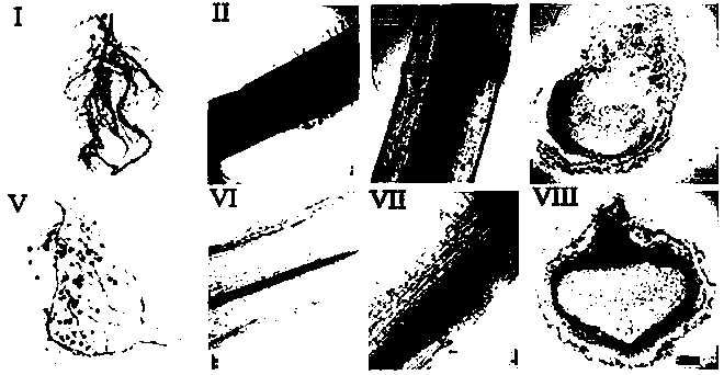 Application of florigen gene gmft2a