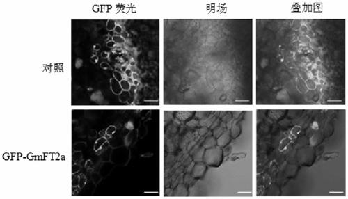 Application of florigen gene gmft2a