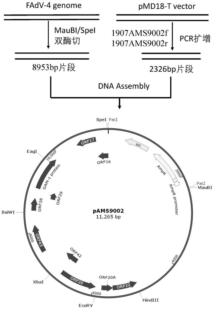 Avian 4-type adenovirus vector, construction method and attenuated live vaccine and application of avian 4-type adenovirus vector