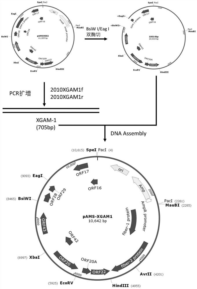 Avian 4-type adenovirus vector, construction method and attenuated live vaccine and application of avian 4-type adenovirus vector