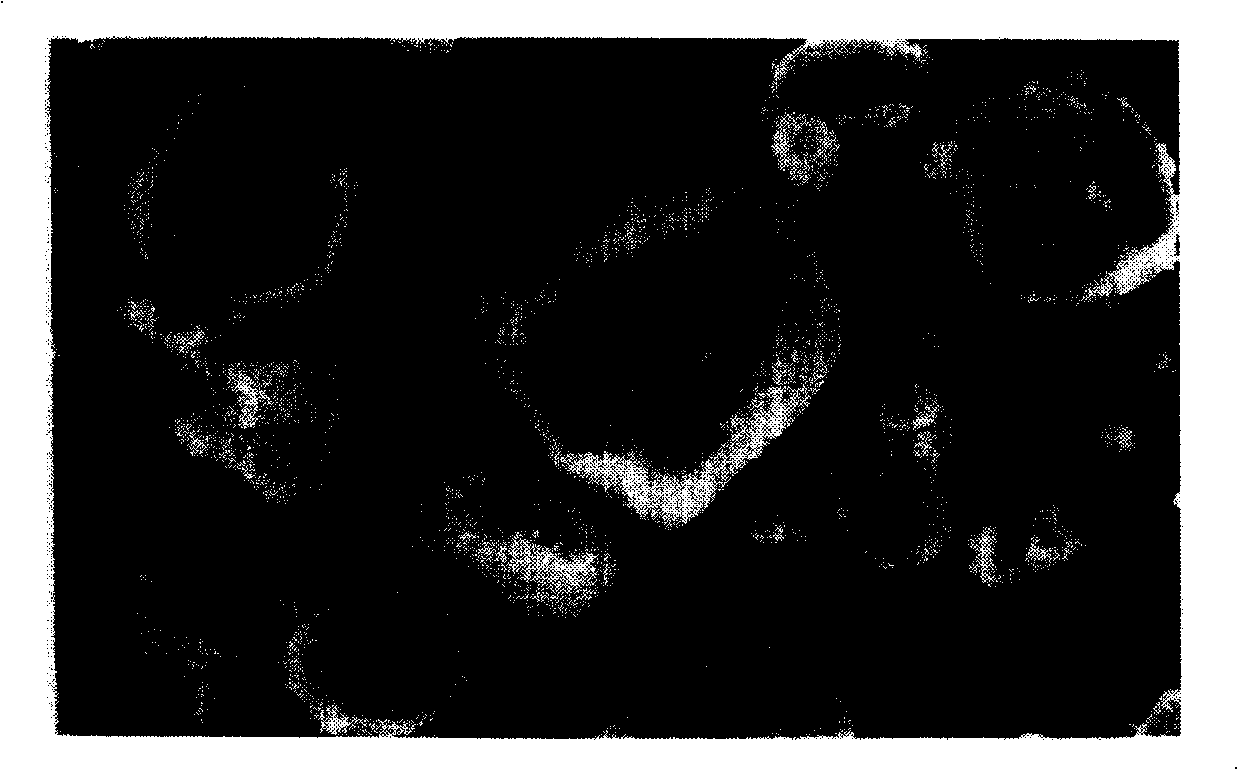 Process for preparing alpha-alumina powder for ceramic film support