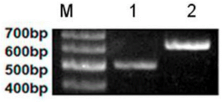 cDNA full-length sequence of zebrafish tmem132e gene and application thereof