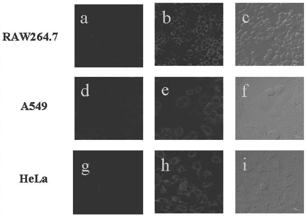 Fluorophore Derivatives Used for Determination of Polysulfurized Cysteine ​​Fluoropyrrole Fluorophore and Its Application