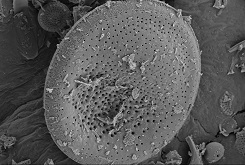 Diatomite-based hierarchical porous composite humidity-controlling material and preparation method thereof