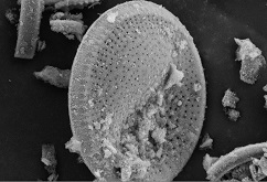 Diatomite-based hierarchical porous composite humidity-controlling material and preparation method thereof