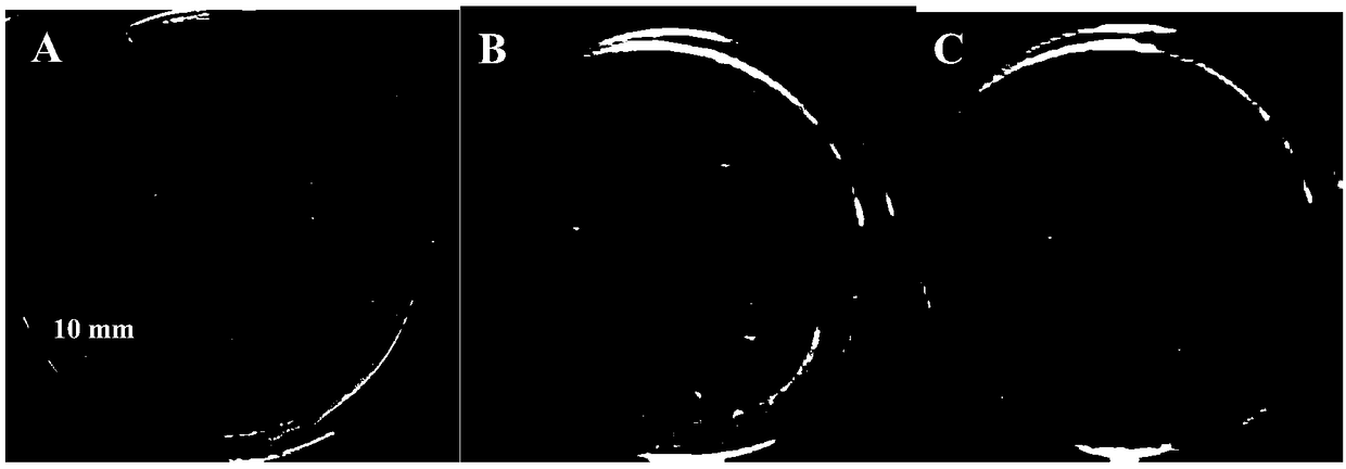 Bacteriostatic agent for plant tissue culture and application of bacteriostatic agent in anoectochilus formosanus tissue culture