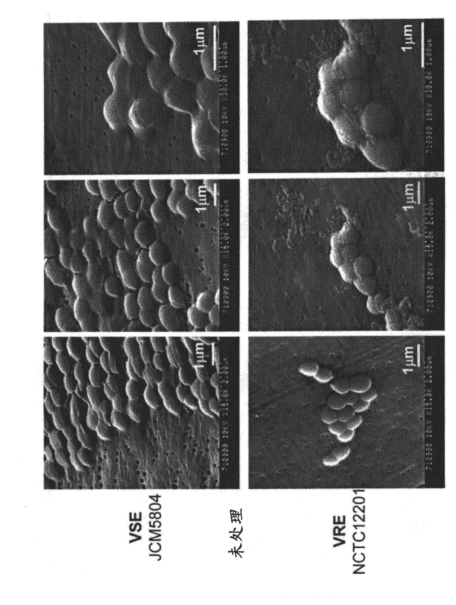 Antimicrobial agent for gram-positive bacteria