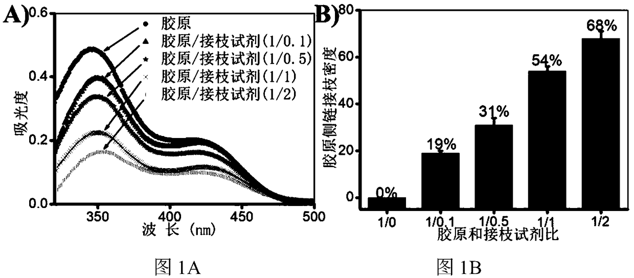 Acrylic acid grafting natural collagen with fibrillation performance and preparation method thereof