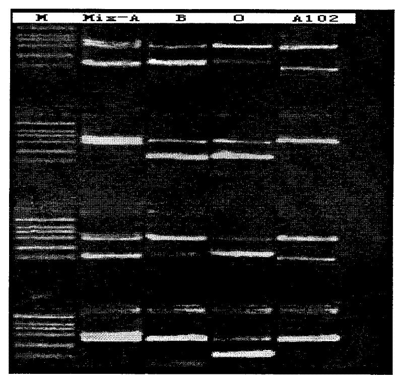 Detection agent for ABO blood type gene and shaping method