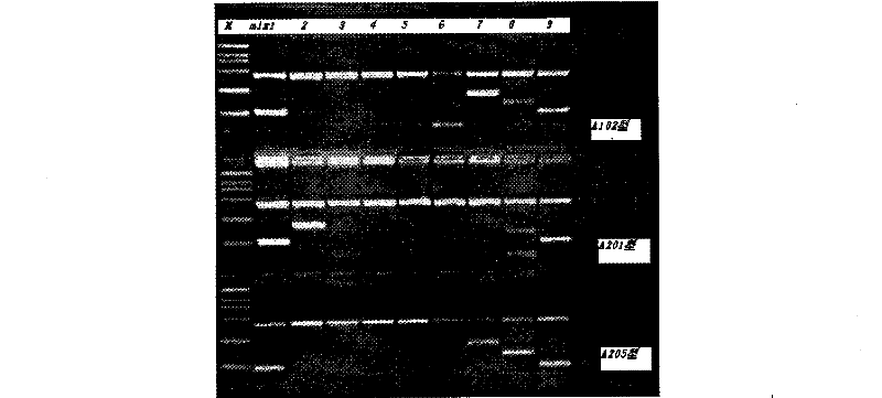 Detection agent for ABO blood type gene and shaping method