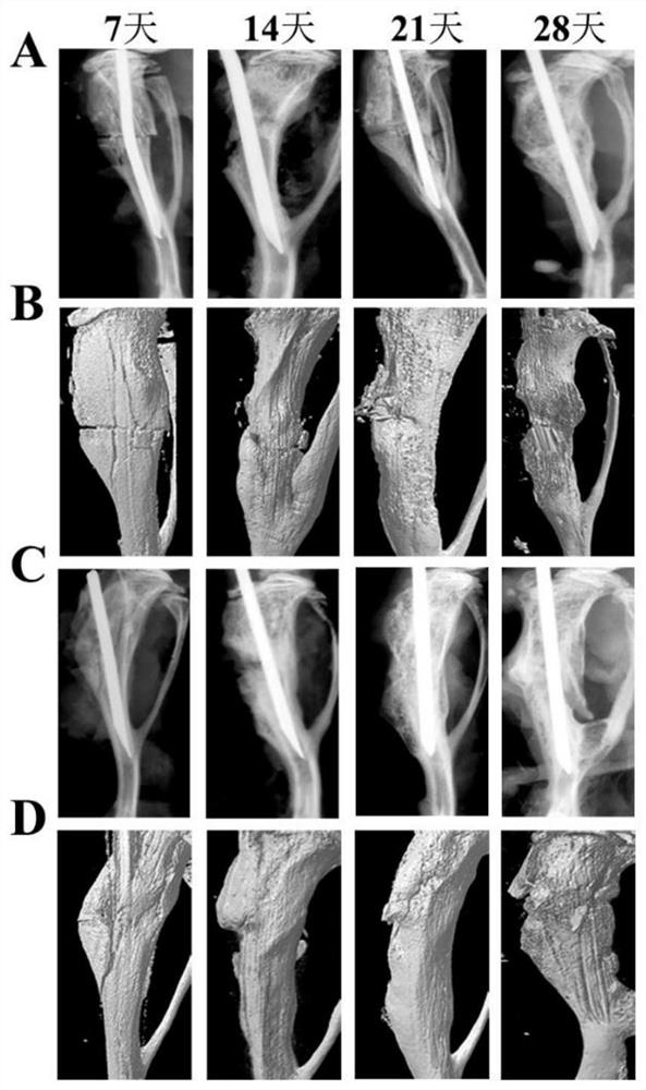 A kind of small size calcium phosphate fiber and its preparation method and application