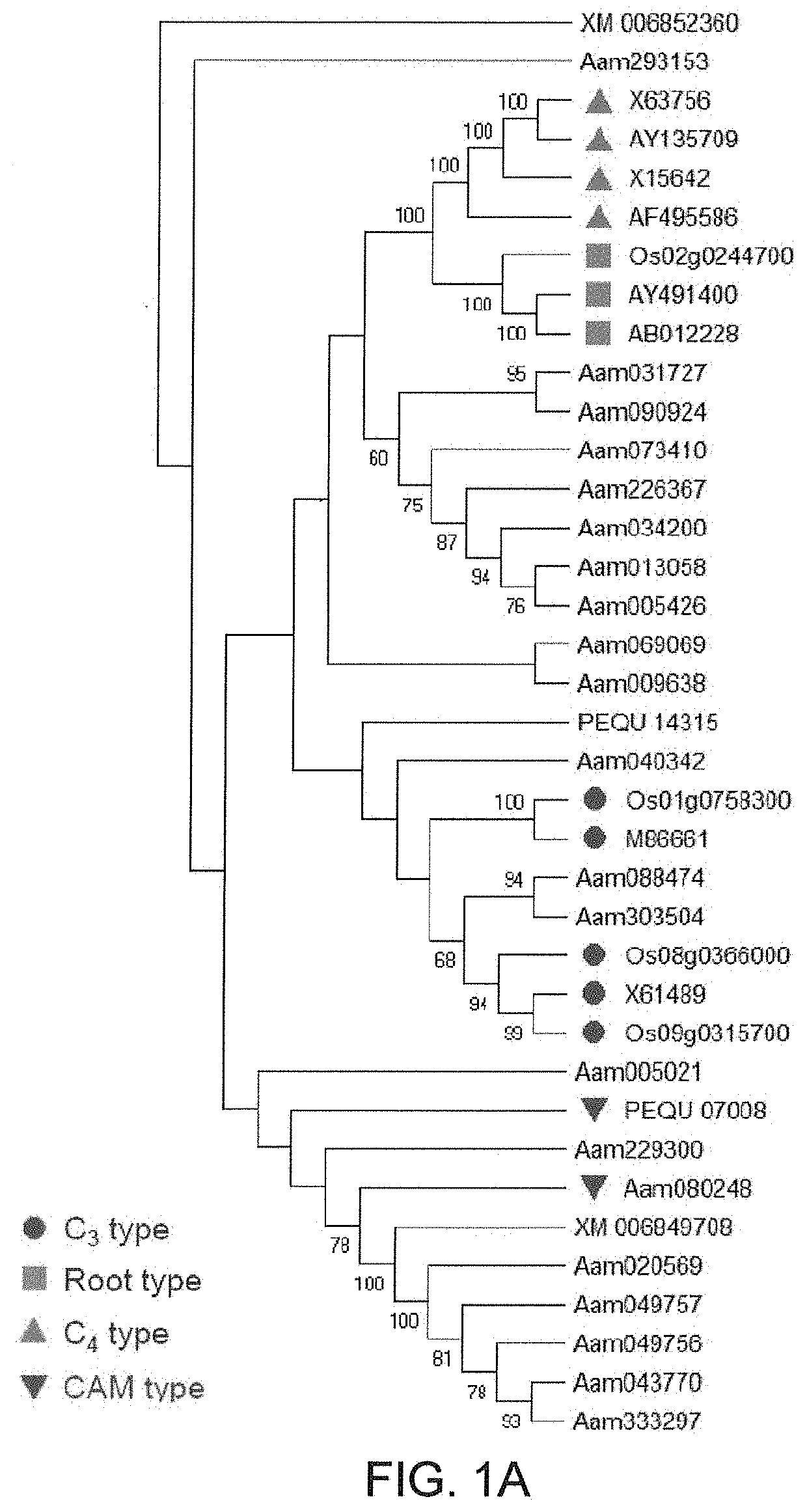 Genes for enhancing salt and drought tolerance in plants and methods of use