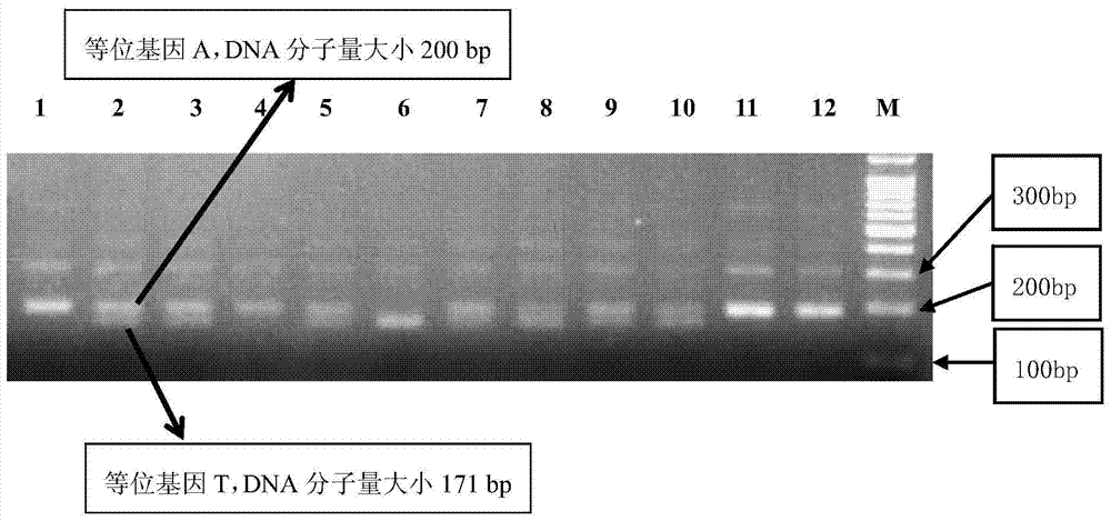 A snp411871 marker associated with shell type and weight size of Pinctada martensii and its primers and applications