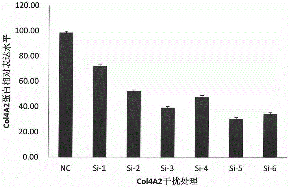 Triple negative breast cancer marker COL4A2 and application thereof