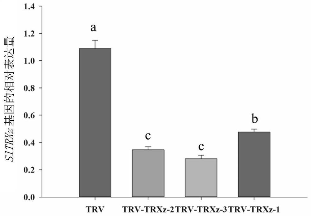 Application of solanum lycopersicum SlTRXz gene as restraining target to defence of meloidogyne incognita