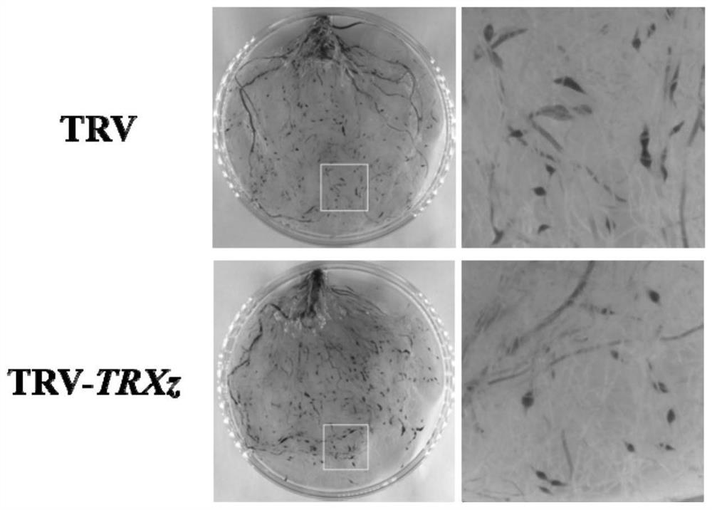 Application of solanum lycopersicum SlTRXz gene as restraining target to defence of meloidogyne incognita