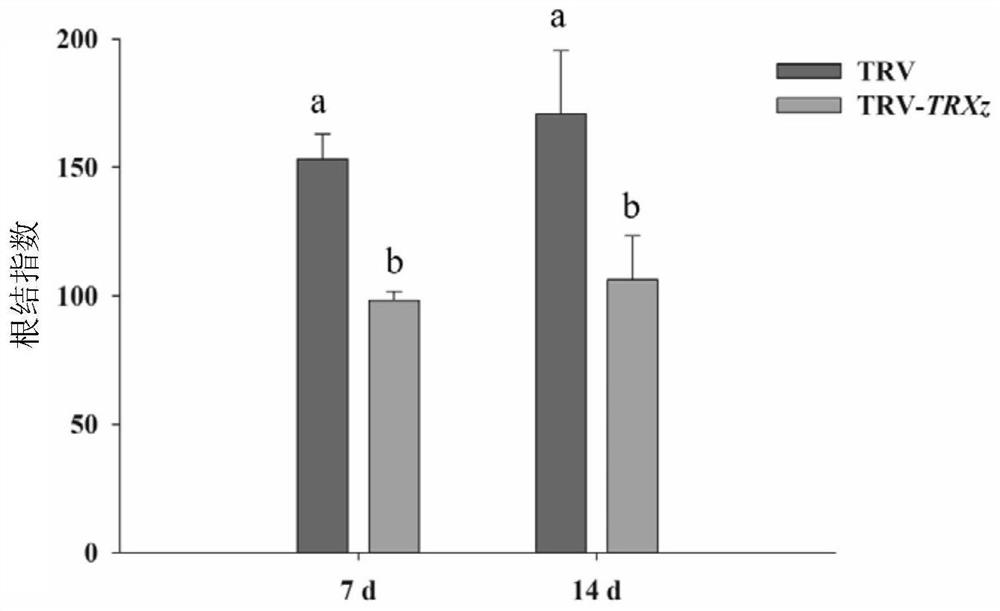 Application of solanum lycopersicum SlTRXz gene as restraining target to defence of meloidogyne incognita