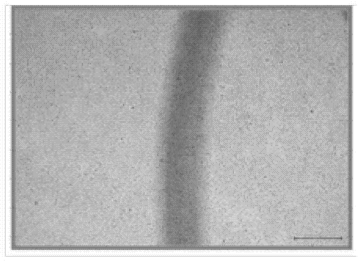 Anti-bacterial essence solution for treating respiratory diseases and preparation method of anti-bacterial essence solution