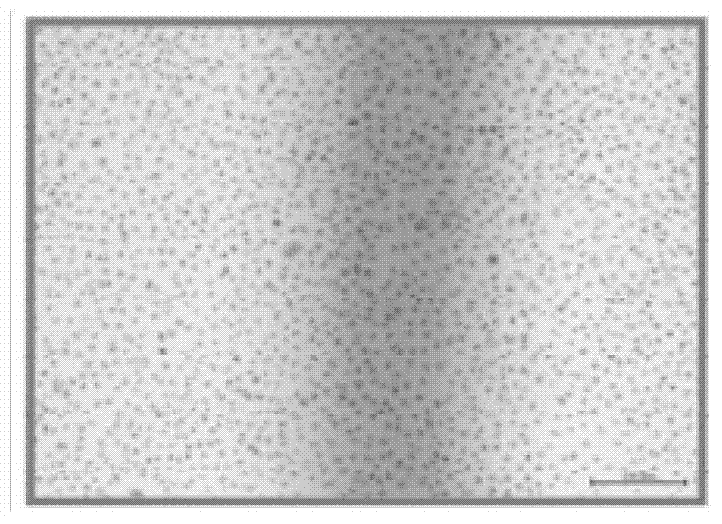 Anti-bacterial essence solution for treating respiratory diseases and preparation method of anti-bacterial essence solution