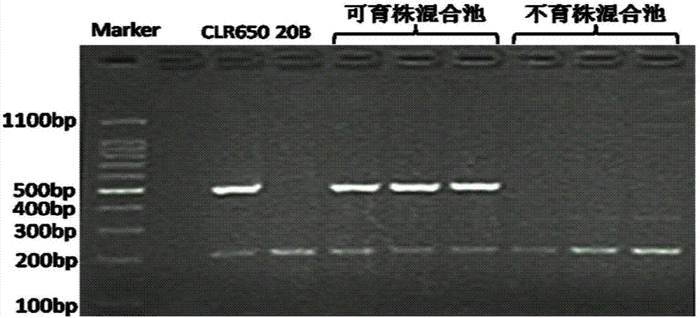 Breeding method of brassica napus radish cytoplasm sterile restorer line and application to brassica napus breeding