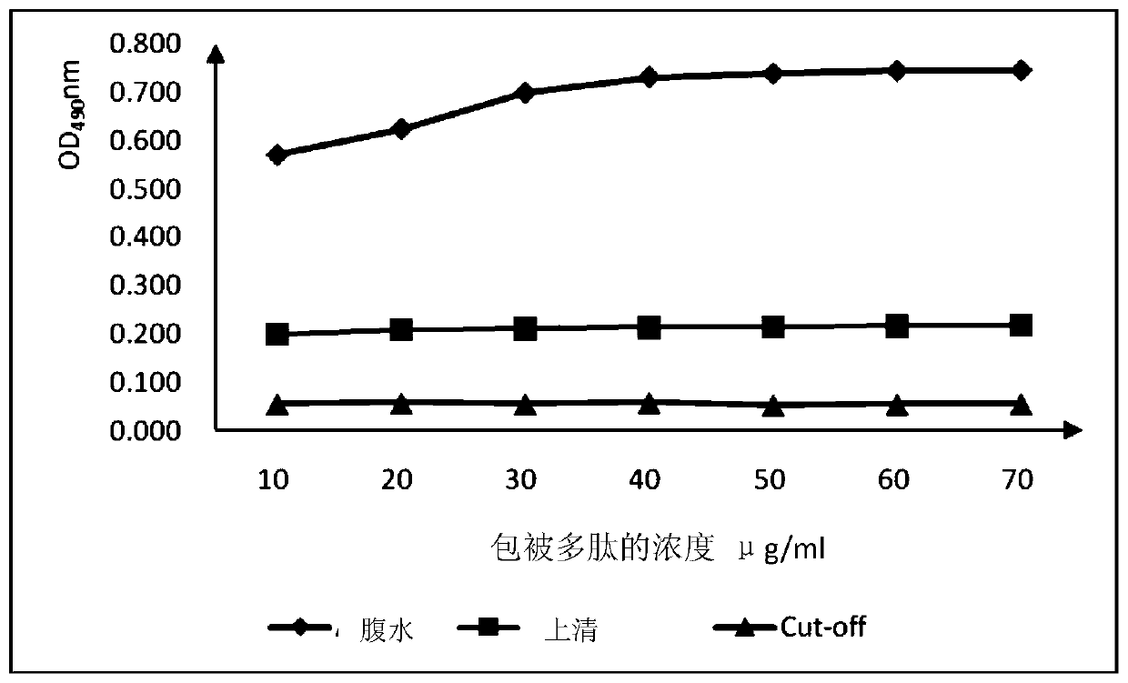 Type 4 bluetongue virus vp2 protein neutralizing B cell antigen epitope polypeptide and application thereof