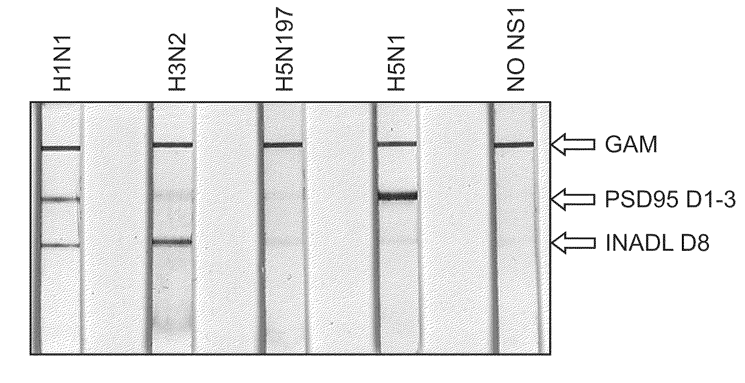 Detection of influenza virus