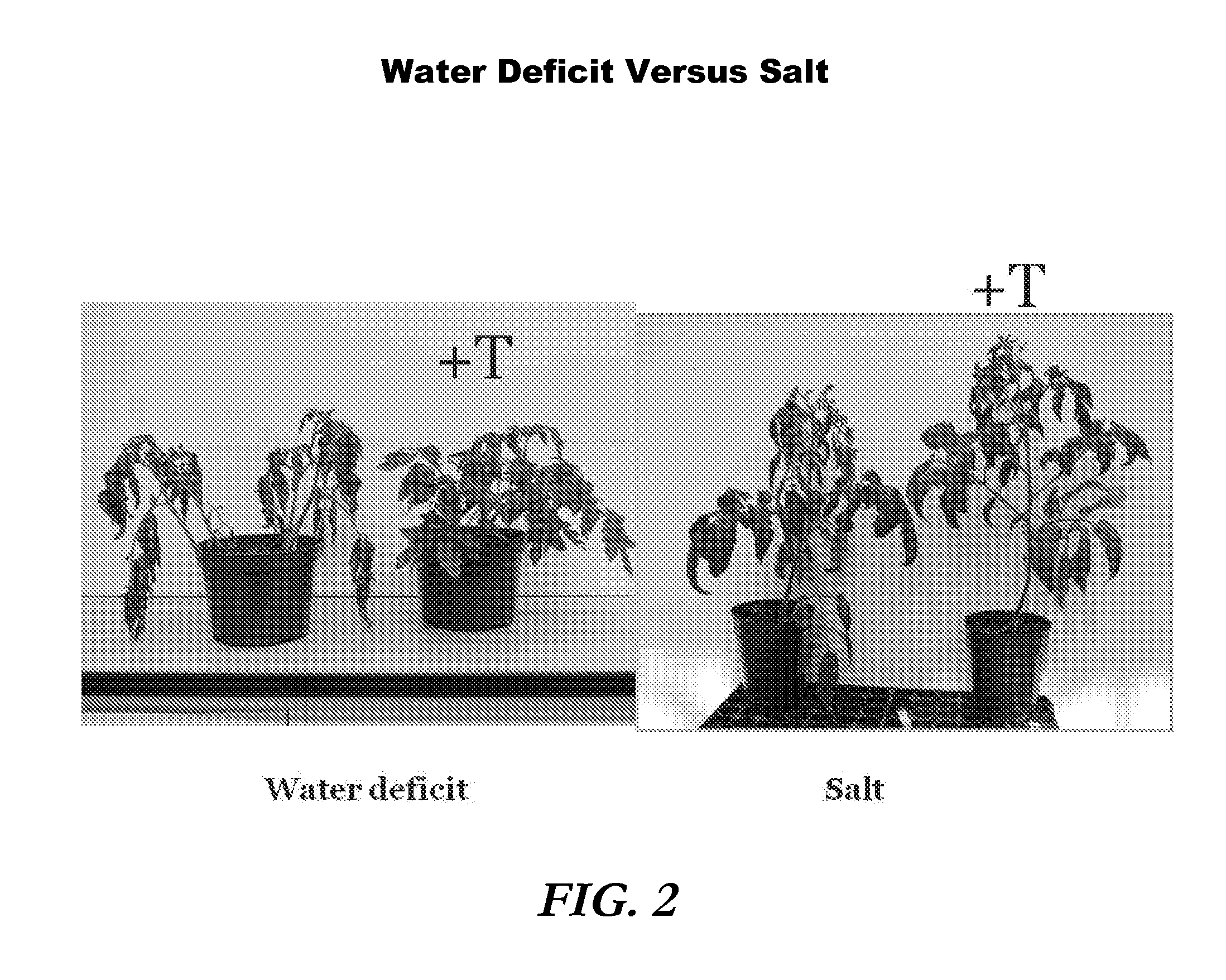 Plant propagation medium and methods of making and using it