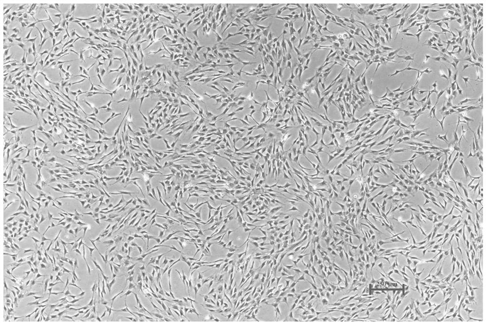 Special culture device for 3D biological tissues and preparation method of blocky cultured meat