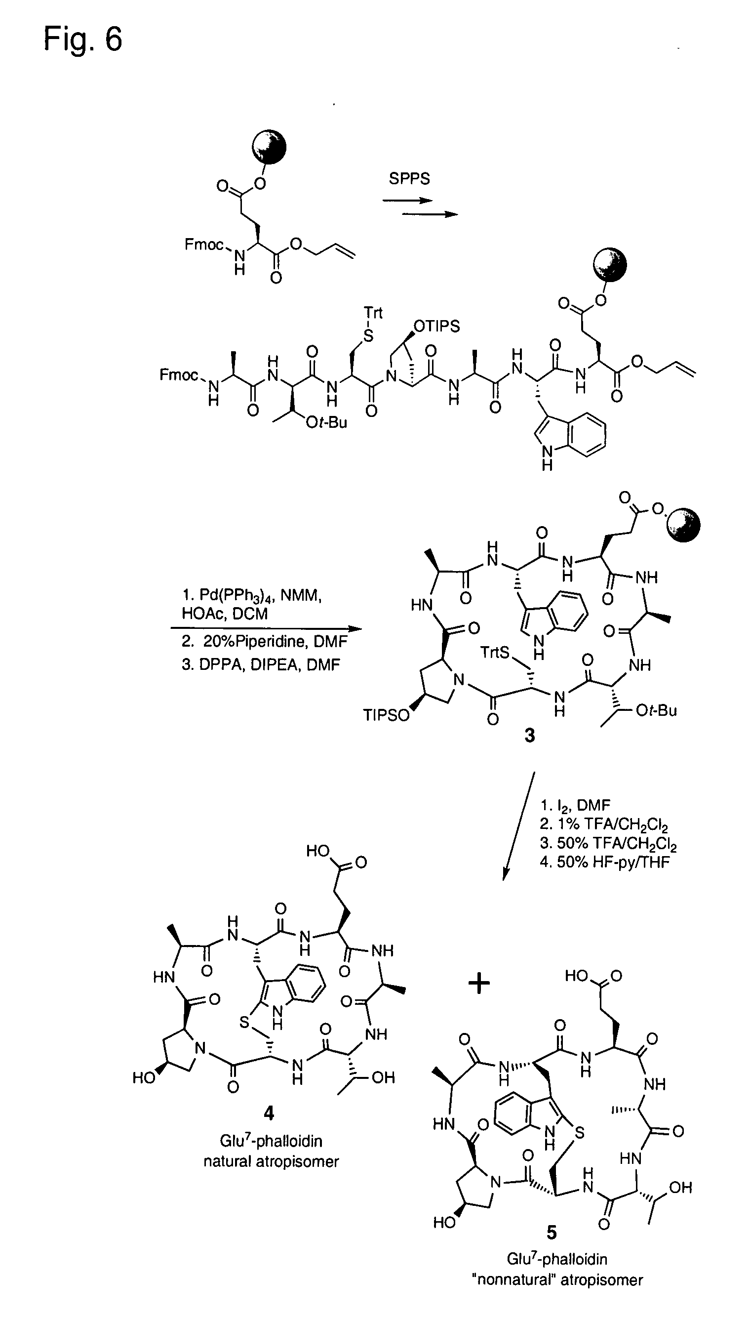 Phalloidin derivatives and methods for their synthesis