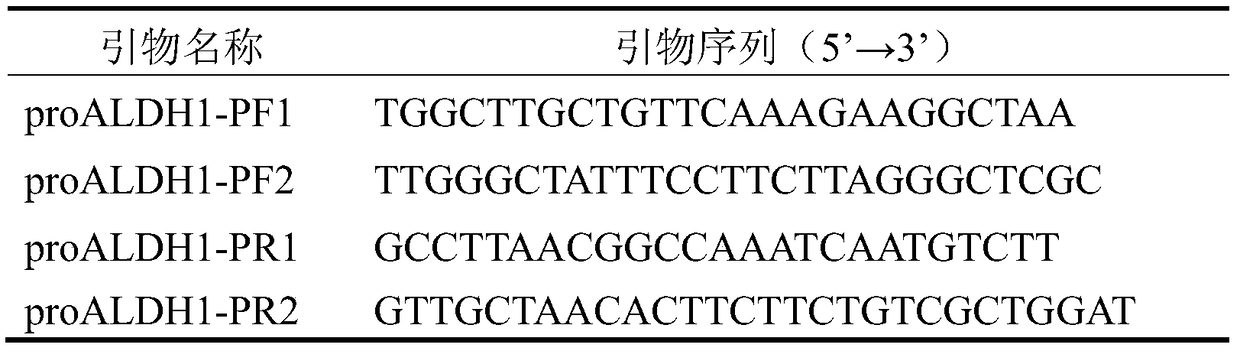 aaaldh1 gene promoter and use thereof