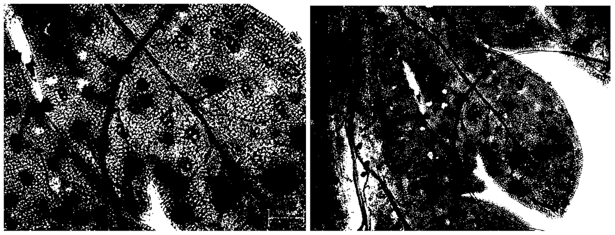 aaaldh1 gene promoter and use thereof