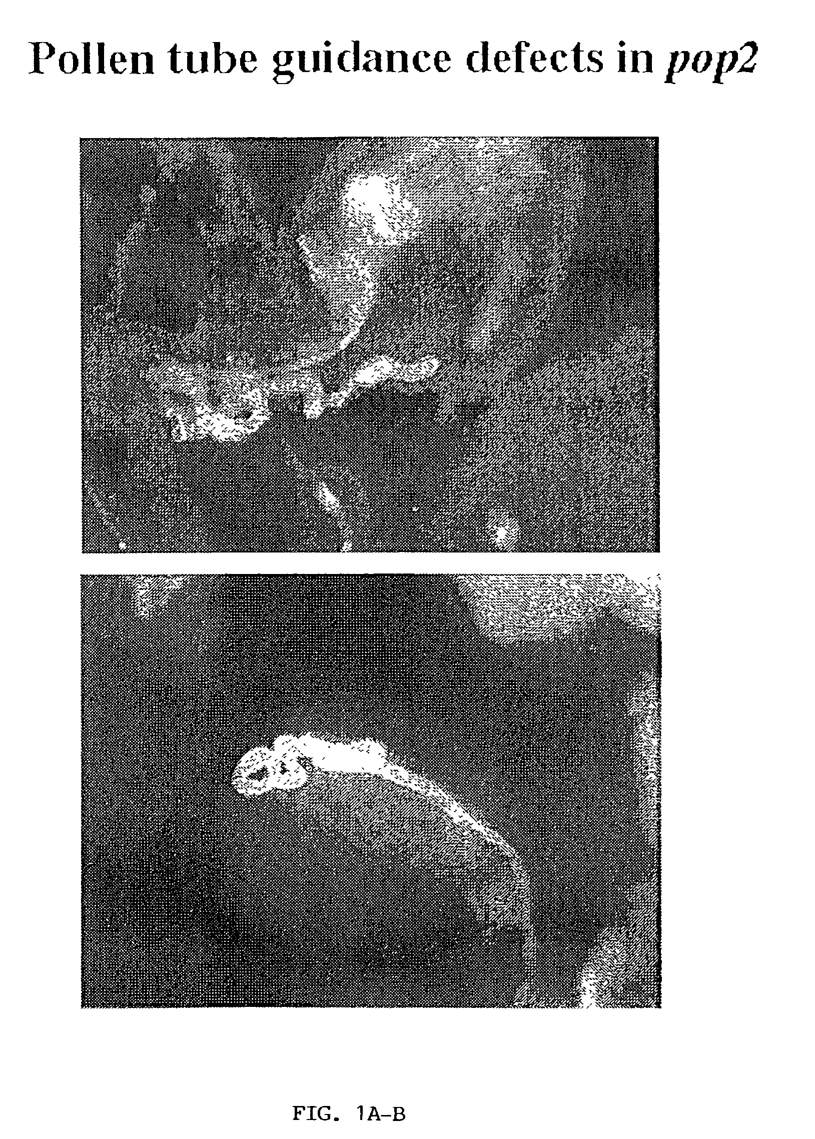 Regulation of plant fertility by modulation of GABA levels in flowers