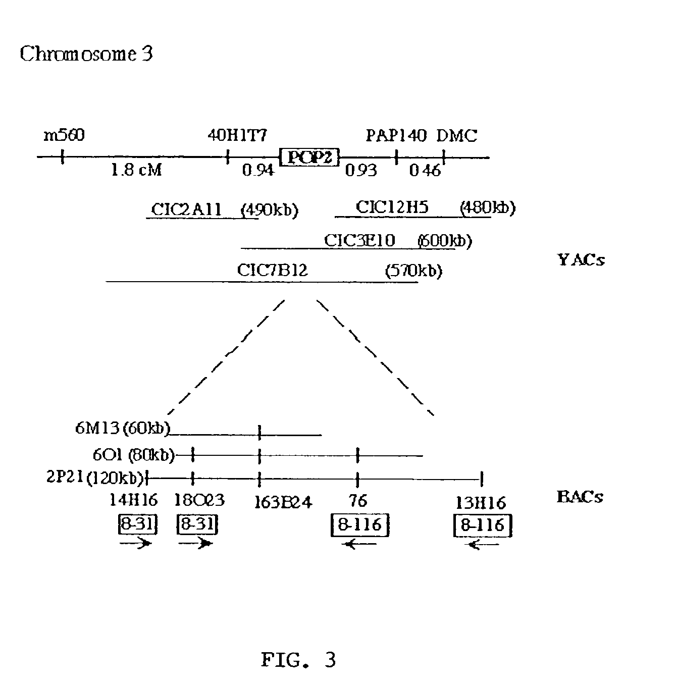 Regulation of plant fertility by modulation of GABA levels in flowers