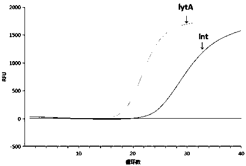 Primer and/or probe composition for detecting cocci causing bloodstream infections and application of primer and/or probe composition