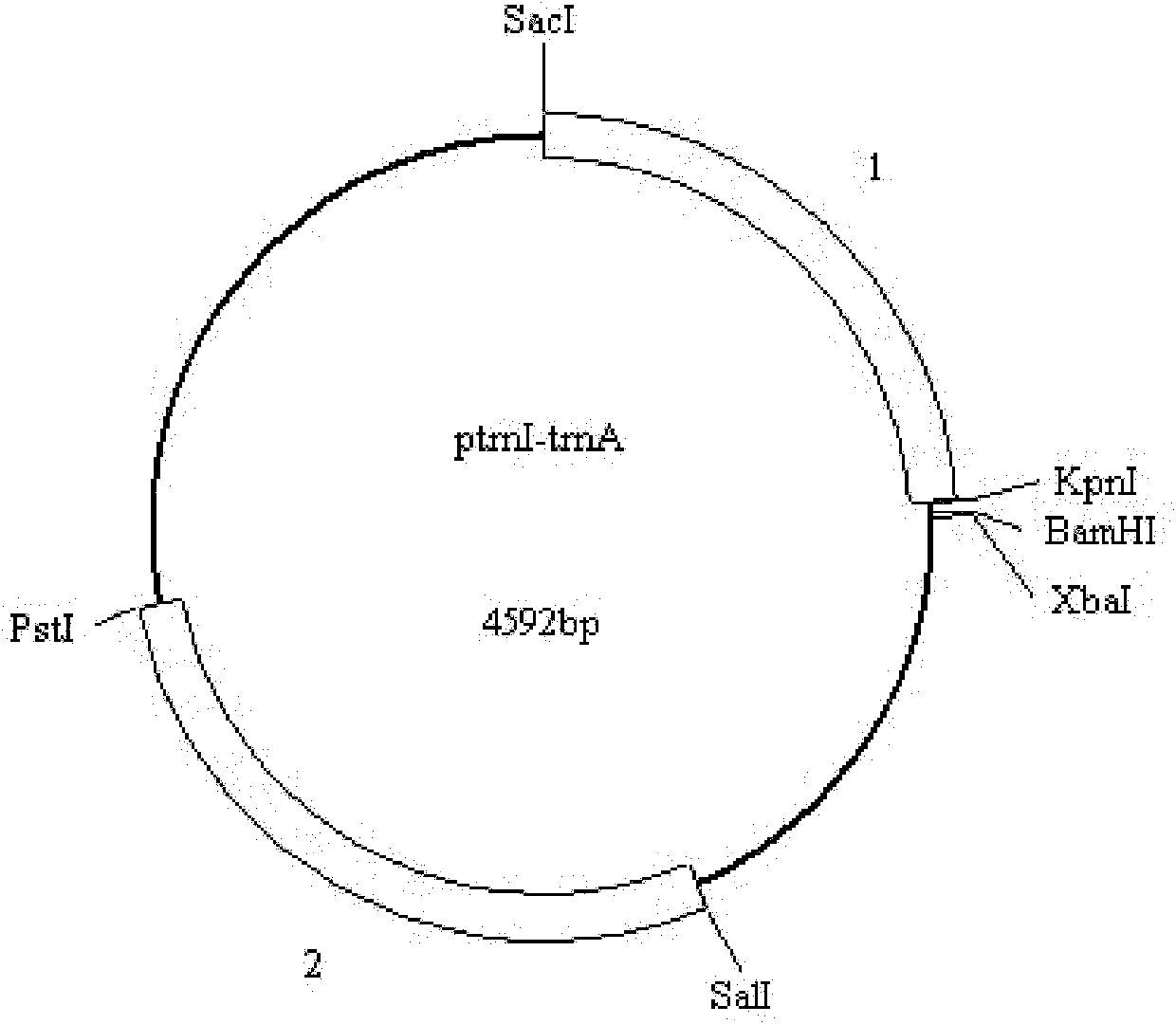 Marine microalgae chloroplast expression vector and application thereof