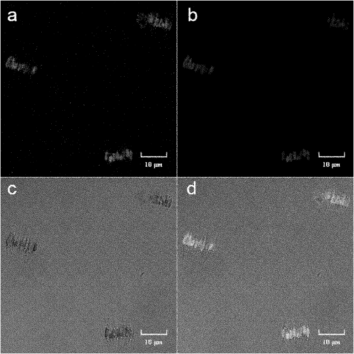 Marine microalgae chloroplast expression vector and application thereof