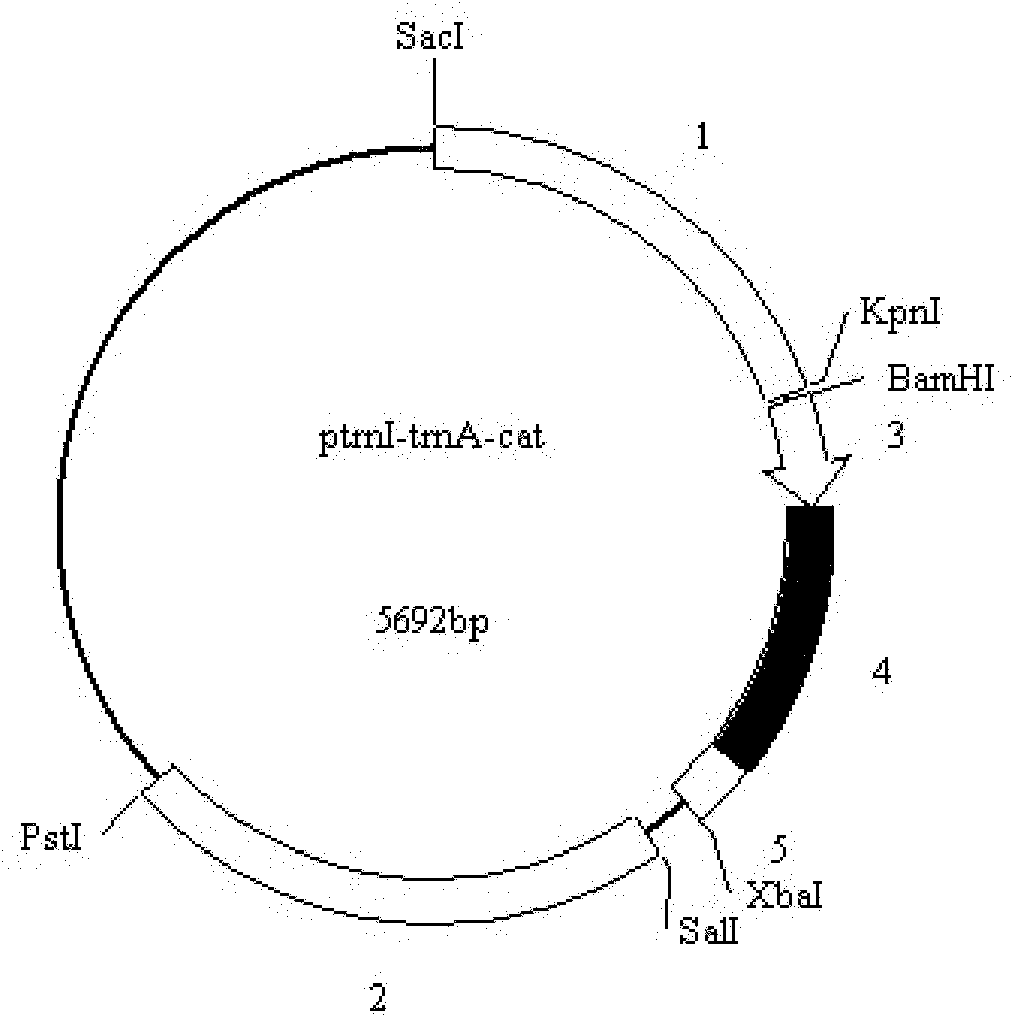 Marine microalgae chloroplast expression vector and application thereof