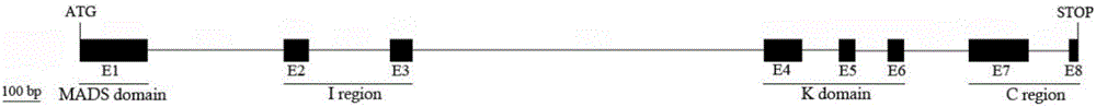 Gingko MADS-box transcription factor gene GbMADS9 for controlling blossoming of plants and encoding protein and application of Gingko MADS-box transcription factor gene GbMADS9